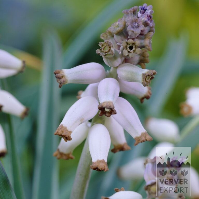 Muscari muscarimi (syn. ambrosiacum) (16165)