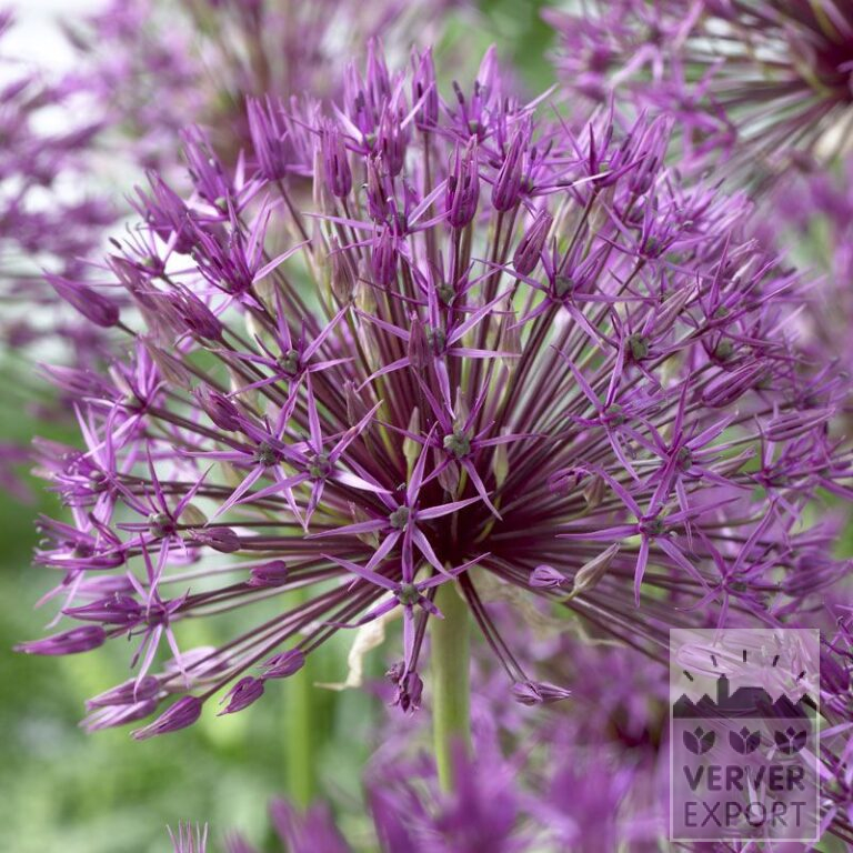 Allium (Zierlauch) 'Purple Rain' (16185)