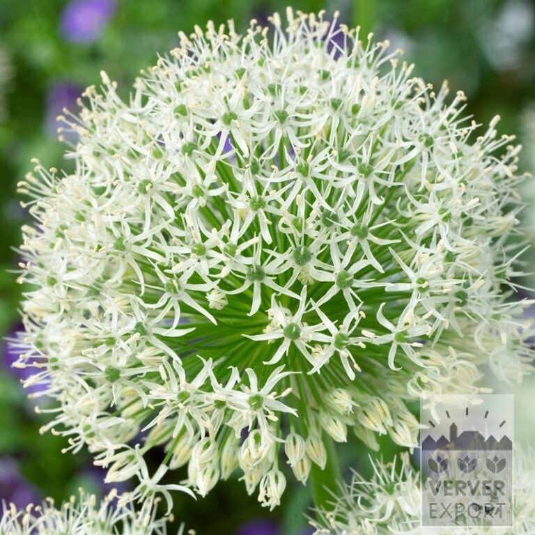 Allium (Zierlauch) 'White Giant' (16191)