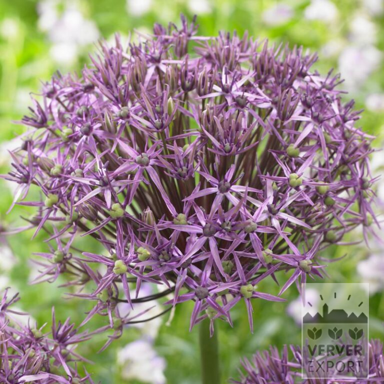 Allium (Zierlauch) 'Metallic Shine' (16195)