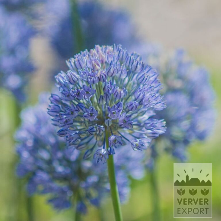 Allium (Zierlauch) caesium (16210)