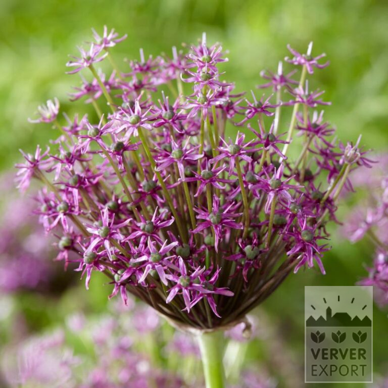 Allium (Zierlauch) 'Miami' (16212)