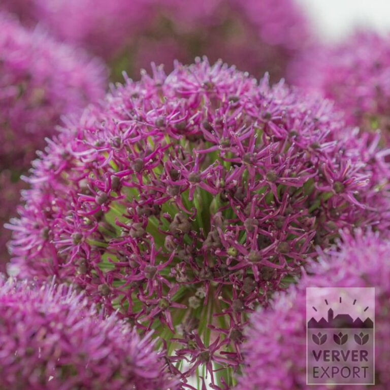 Allium (Zierlauch) 'Ostara' (16213)
