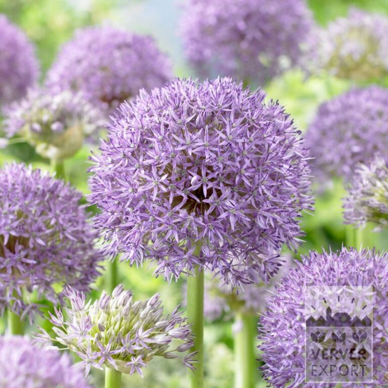 Allium (Zierlauch) 'Pinball Wizzard' (16214)