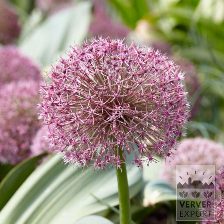 Allium (Zierlauch) karataviense 'Red Giant' (16215)