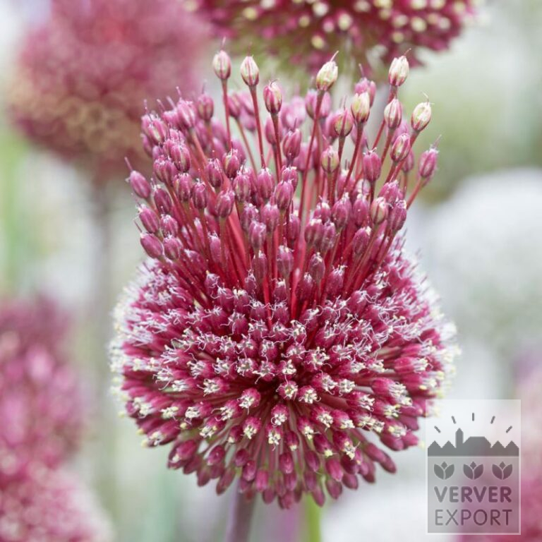 Allium (Zierlauch) amethystinum 'Red Mohican' (16216)