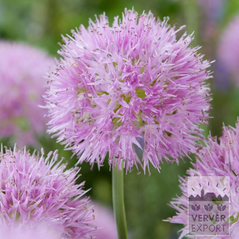 Allium (Zierlauch) carolinianum 'Rosy Dream' (16217)