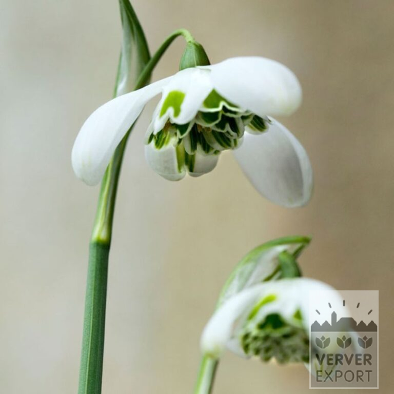 Galanthus (Schneeglöckchen) plicatus 'Hippolyta' (16218)