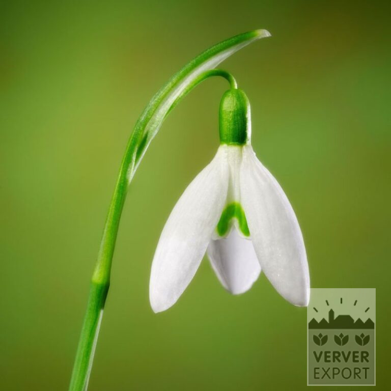 Galanthus (Schneeglöckchen) nivalis 'S. Arnott' (16219)