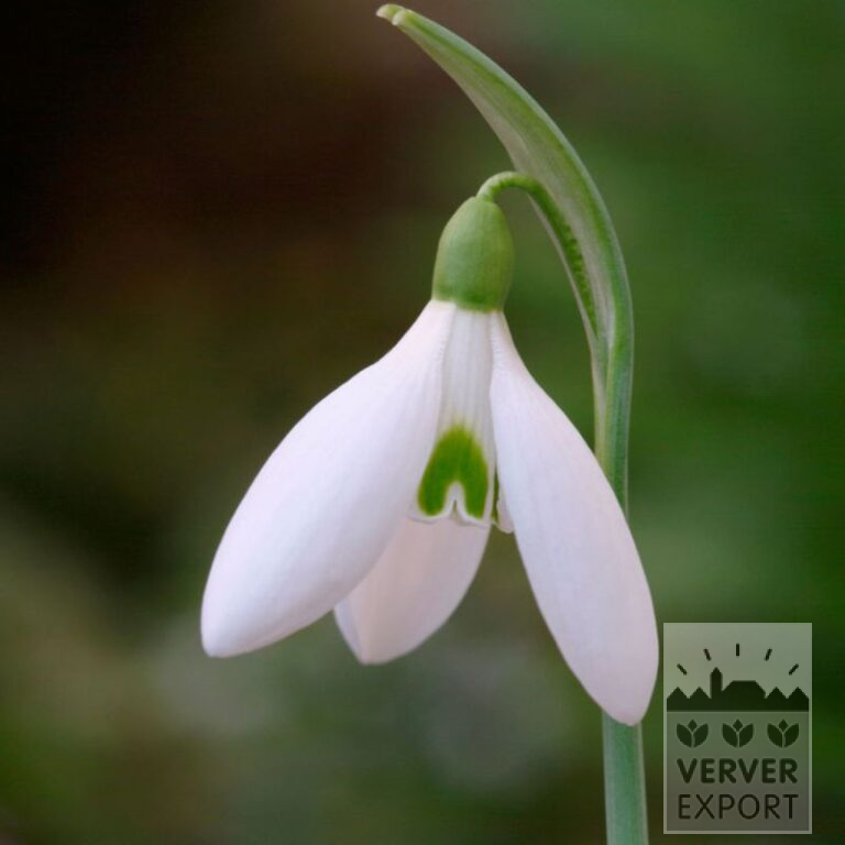 Galanthus (Schneeglöckchen) nivalis 'Atkinsii' (16220)