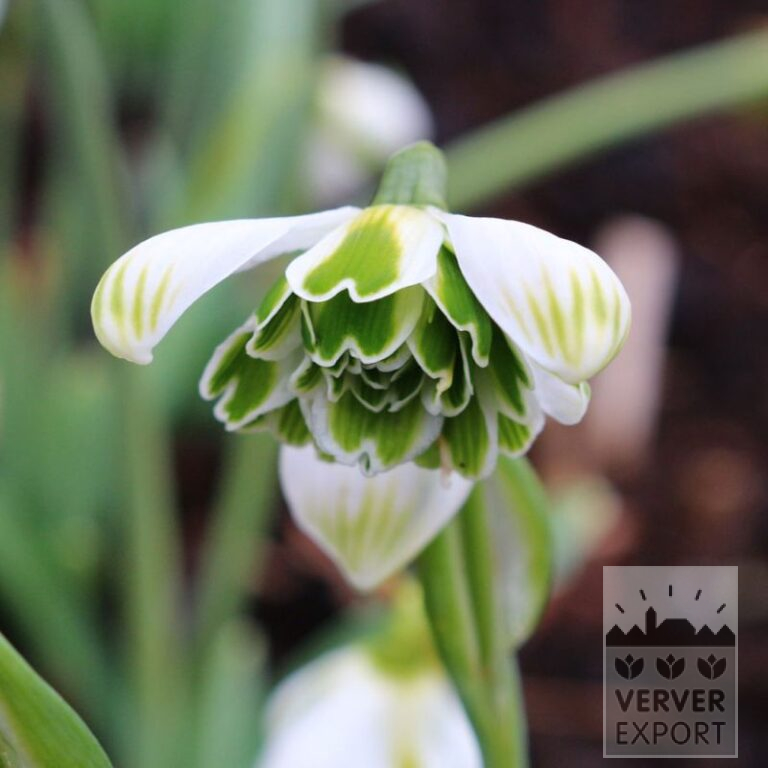 Galanthus (Schneeglöckchen) plicatus 'Jaquenetta' (16221)