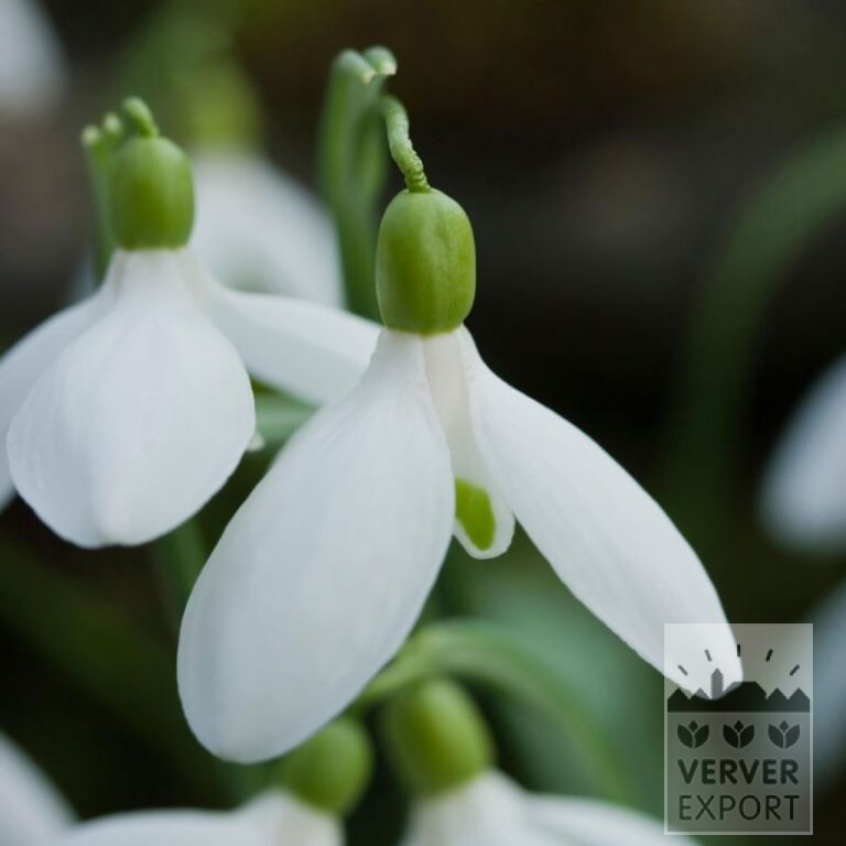 Galanthus (Schneeglöckchen) woronowii (16222)