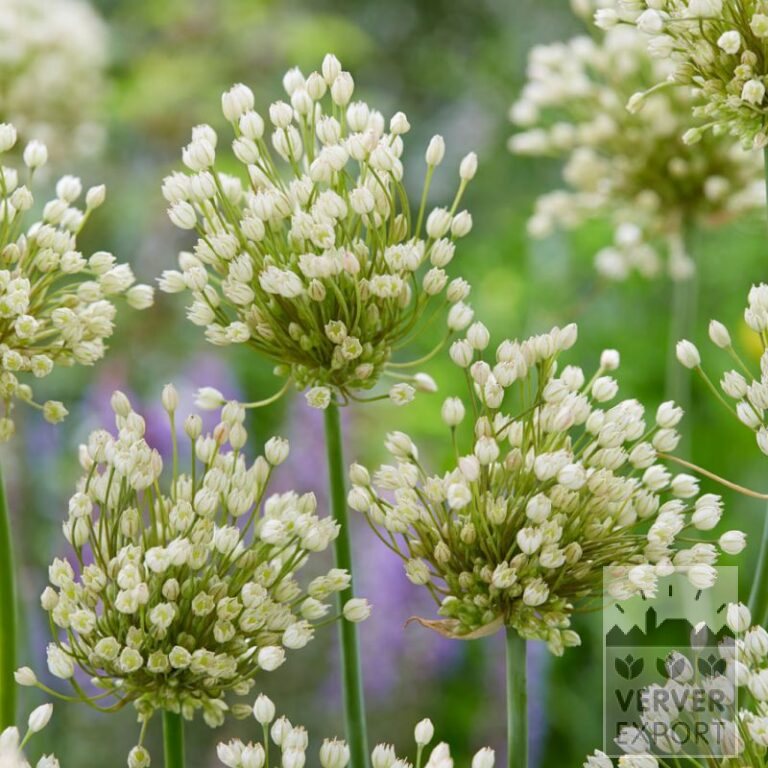 Allium (Zierlauch) convallarioides Weiß (16225)