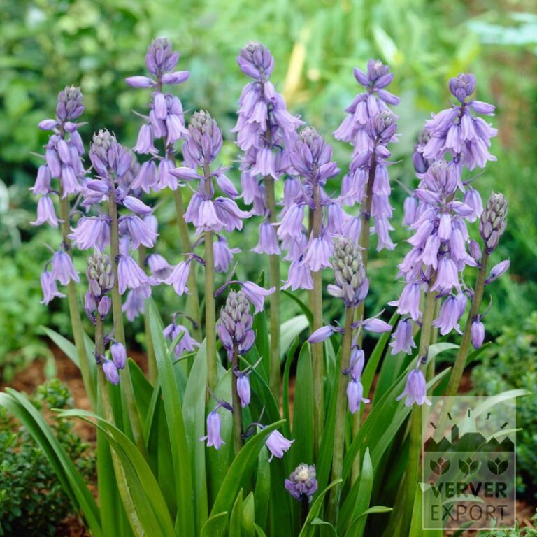 Bio-Blumenzwiebeln bio Hyacinthoides hispanica Blau (16602)