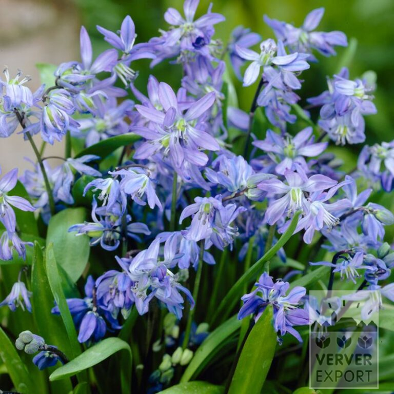 Bio-Blumenzwiebeln bio Scilla siberica (16603)