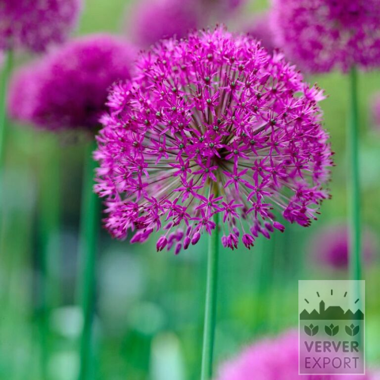 Bio-Blumenzwiebeln bio Allium aflatunense 'Purple Sensation' (16604)