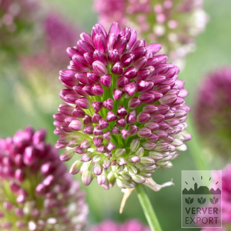 Bio-Blumenzwiebeln bio Allium sphaerocephalon (16605)