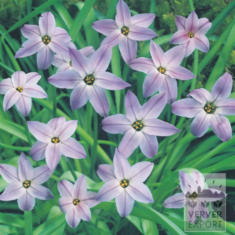 Bio-Blumenzwiebeln bio Ipheion uniflorum (16606)