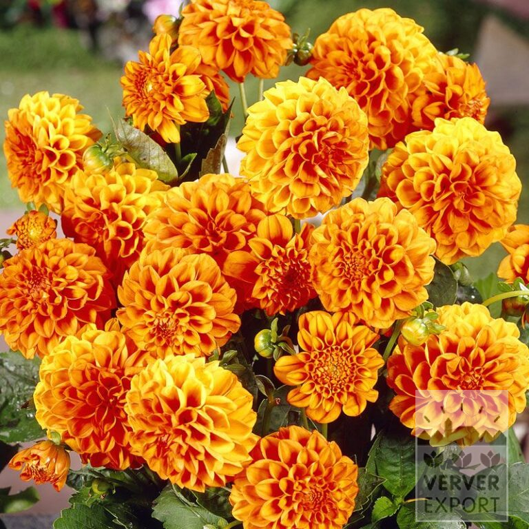 Dahlien 'Arizona' (22000)