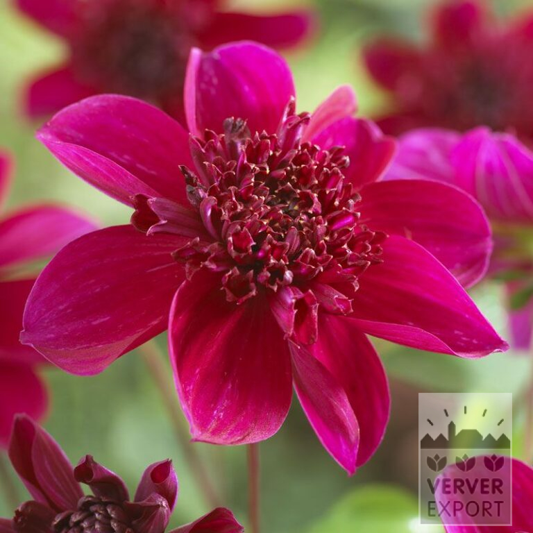 Dahlien 'Purpinka' (22011)