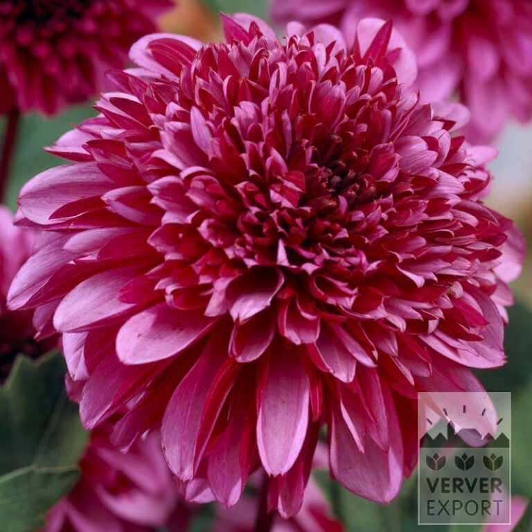 Dahlien 'Mambo' (22014)