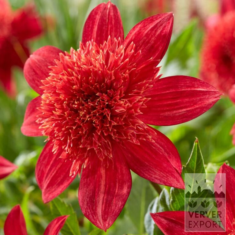 Dahlien 'Jive' (22015)