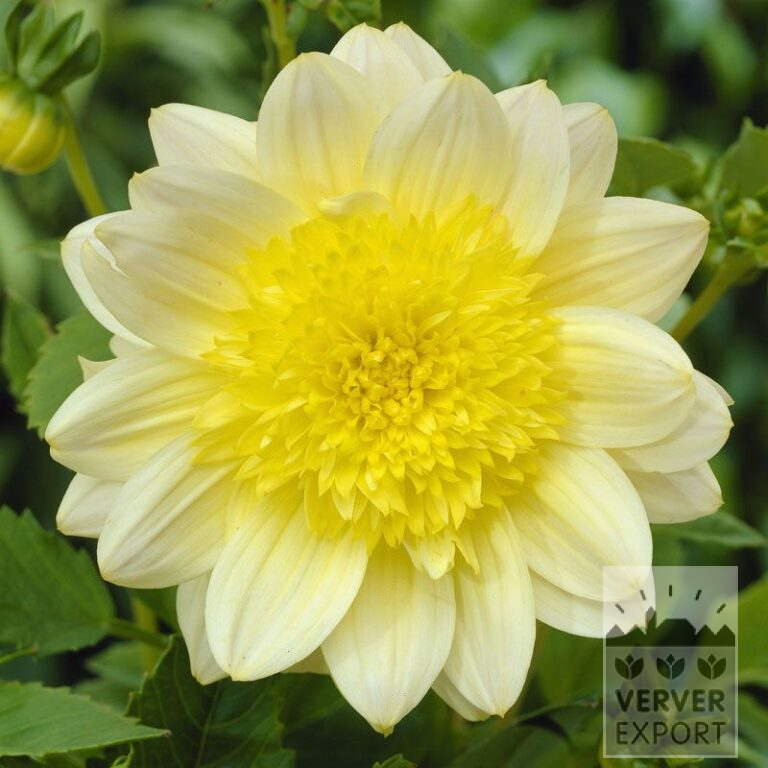 Dahlien 'Paso Doble' (22016)