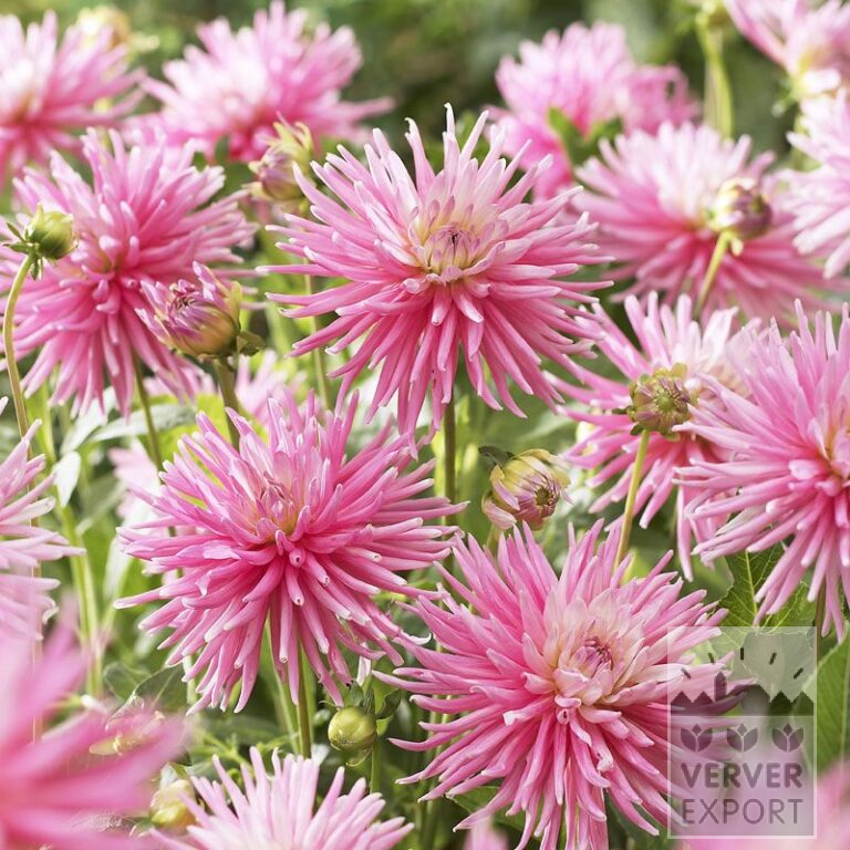 Dahlien 'Park Princess' (22022)