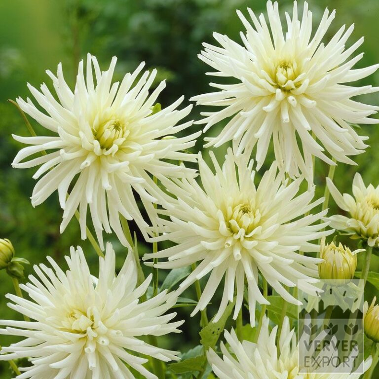 Dahlien 'Playa Blanca' (22023)