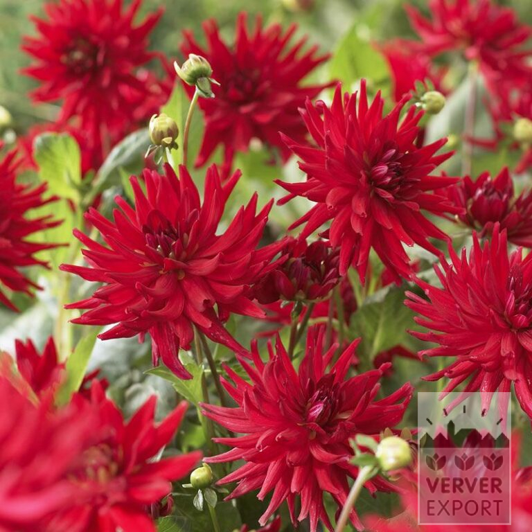 Dahlien 'Red Pigmy' (22024)