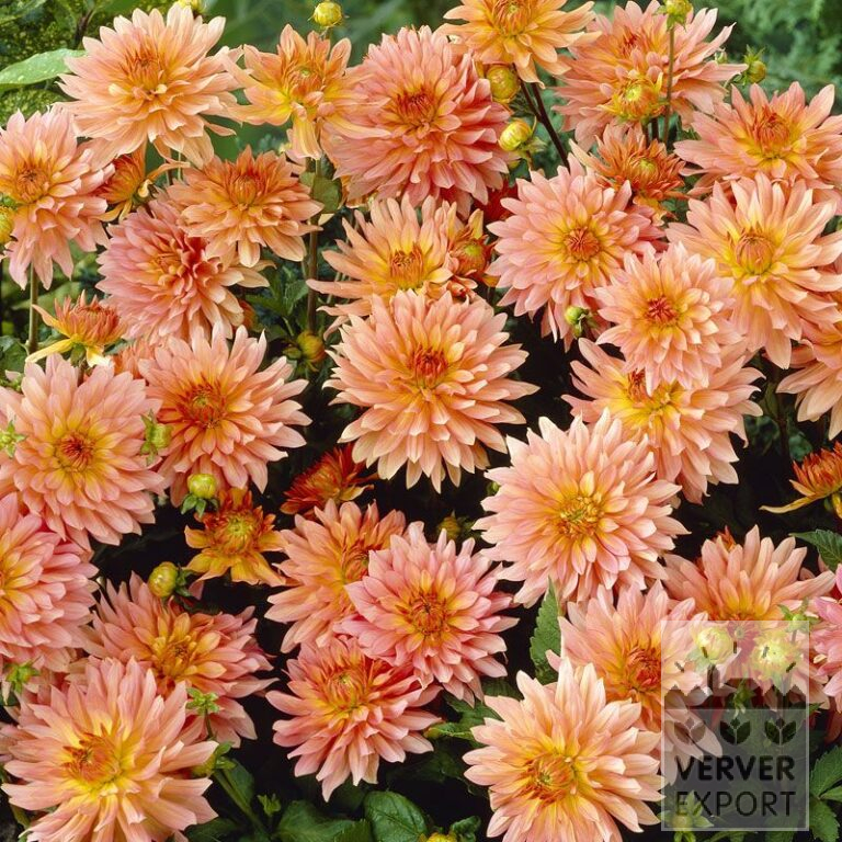 Dahlien 'Extase' (22029)