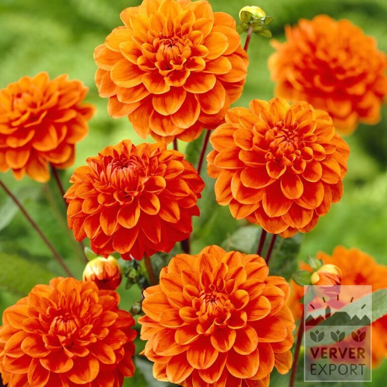 Dahlien 'Orange Nugget' (22032)