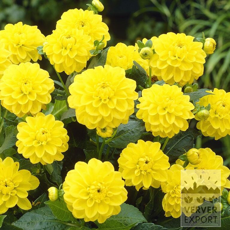 Dahlien 'Sisa' (22035)