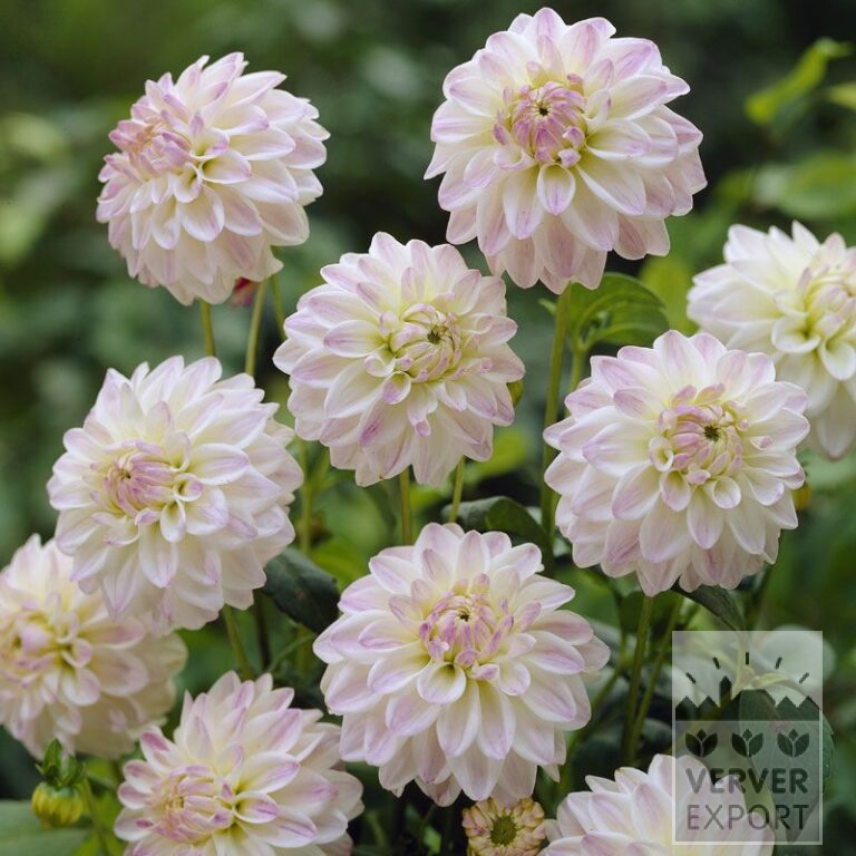 Dahlien 'Wittem' (22038)