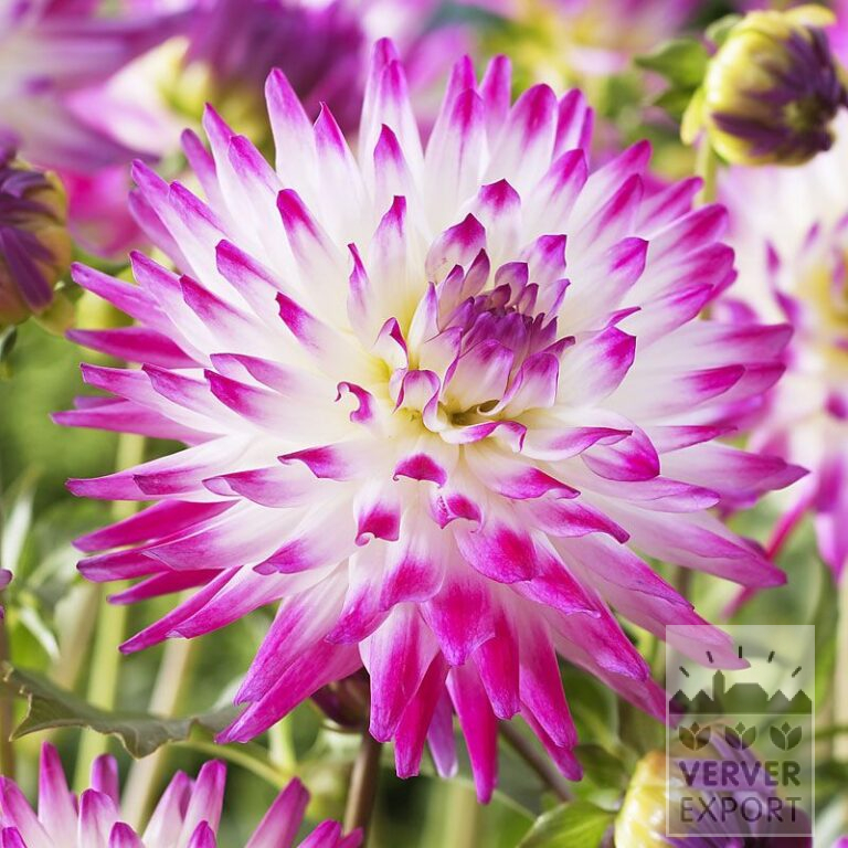 Dahlien 'Hayley Jane' (22043)
