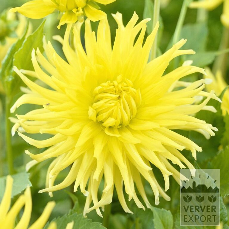 Dahlien 'Kennemerland' (22045)