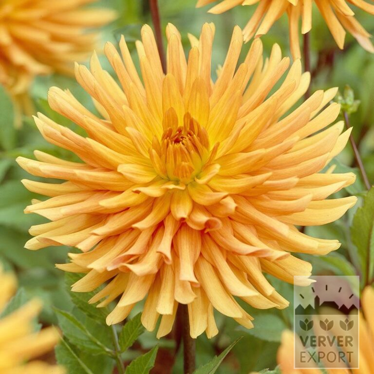 Dahlien 'Ludwig Helfert' (22046)