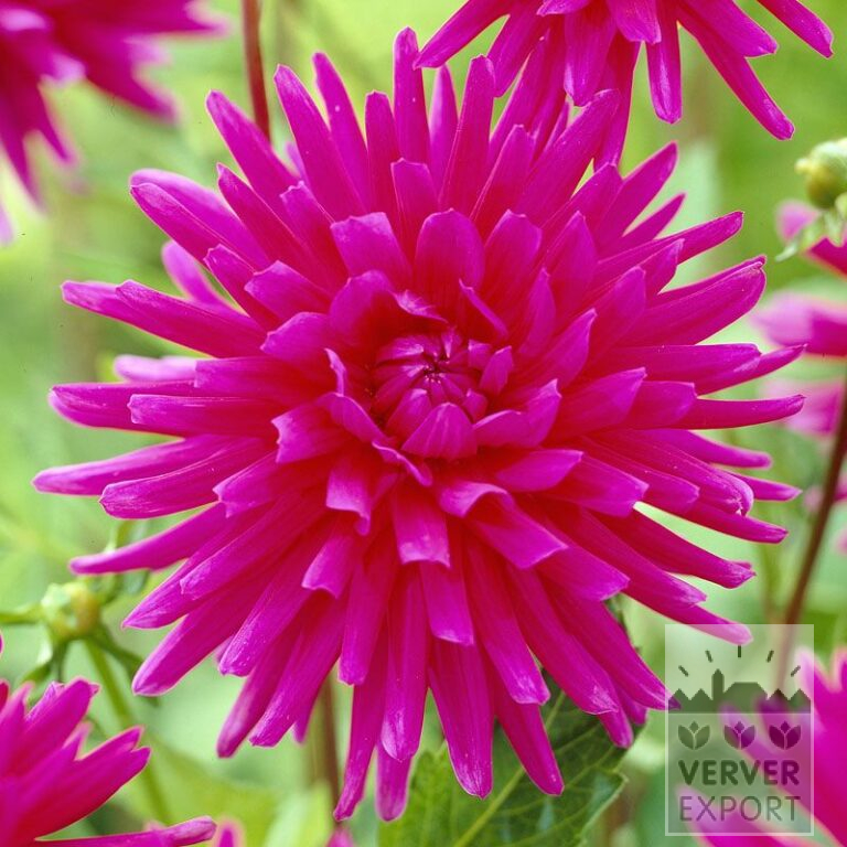 Dahlien 'Purple Gem' (22051)