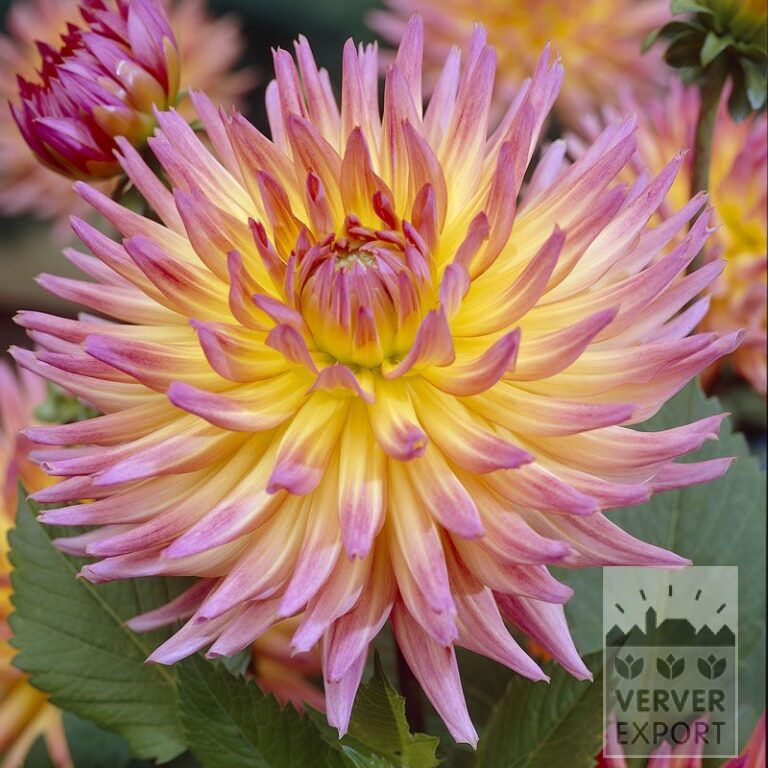 Dahlien 'Sangria' (22053)