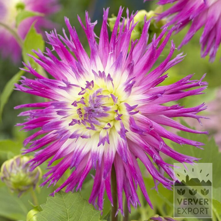 Dahlien 'Veritable' (22057)