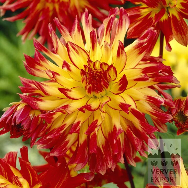 Dahlien 'Vuurvogel' (22058)