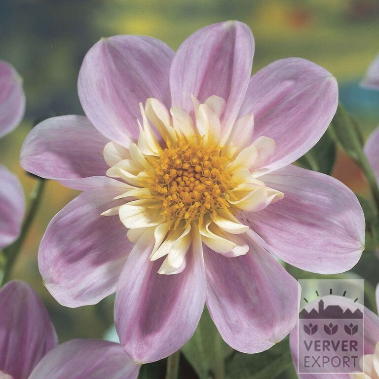 Dahlien 'Famosa' (22059)