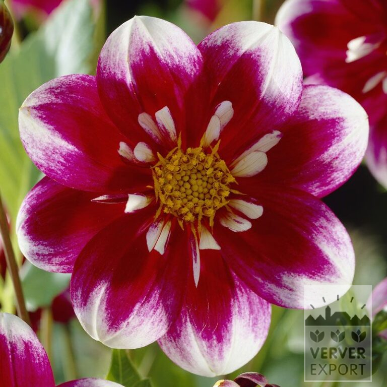 Dahlien 'Fabula' (22060)