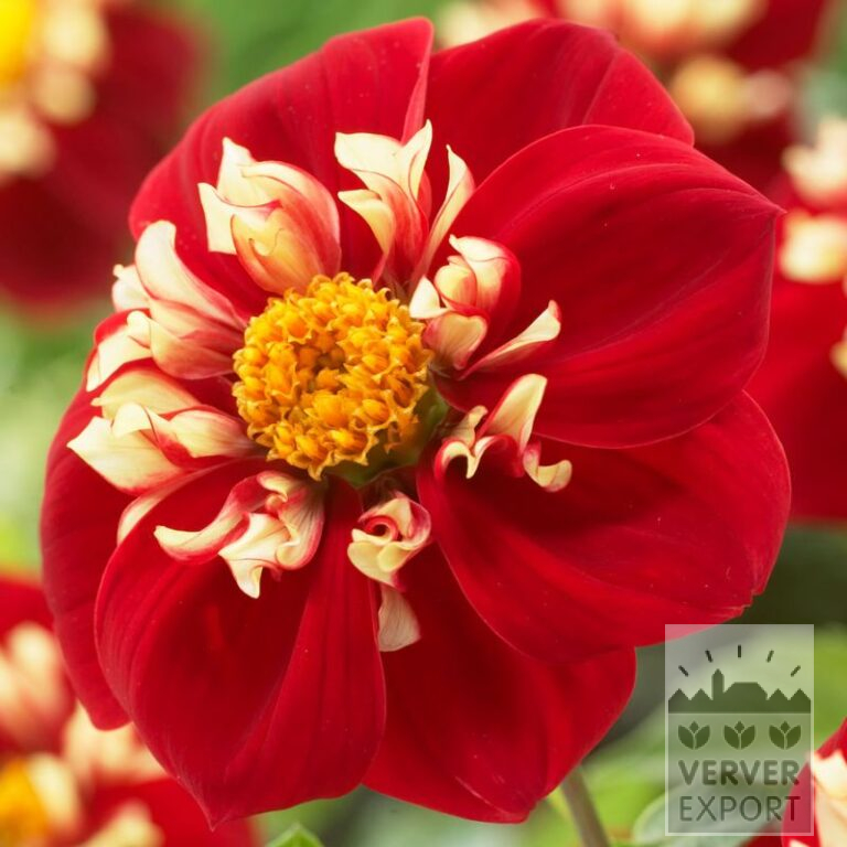 Dahlien 'Festivo' (22061)