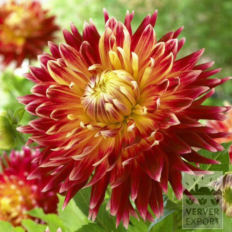Dahlien 'Akita' (22065)