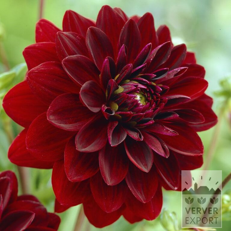 Dahlien 'Arabian Night' (22067)