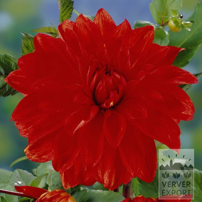 Dahlien 'Babylon' (22068)