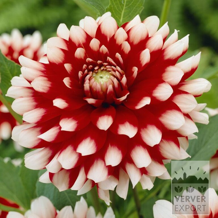 Dahlien 'Duet' (22073)