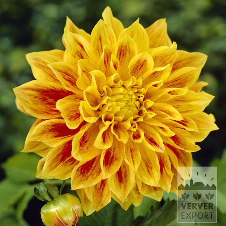 Dahlien 'Explosion' (22074)