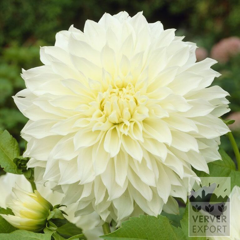 Dahlien 'Fleurel' (22075)